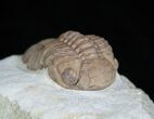 Crawling Lochovella (Reedops) Trilobite #1889-2